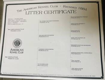 Standard Poodle Dogs Available for Adoption in Silsbee, Texas - Lizzie | PetCurious