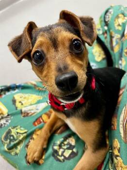 BARNACLE -  Chihuahua and Mixed Breed Dog for Adoption in San Francisco, California - BARNACLE | PetCurious