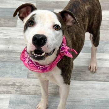 Mamacita -  Pit Bull Terrier Dog for Adoption in Lufkin, Texas - Mamacita | PetCurious