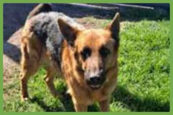 Bentley -  German Shepherd Dog Dog for Adoption in Amherst, Massachusetts - Bentley | PetCurious