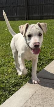 Delaware : Clayton -  Labrador Retriever and Beagle Dog for Adoption in Aurora, Indiana - Delaware : Clayton | PetCurious