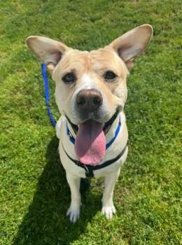 Rescue American Bulldog Dogs for Adoption in Boston, Massachusetts - SMOKEY | PetCurious