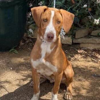 Hound Dogs Available for Adoption - Winston | PetCurious