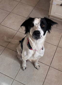 Rescue Retriever Dogs for Adoption in Stephens City, Virginia - Mama Mila 0563 | PetCurious