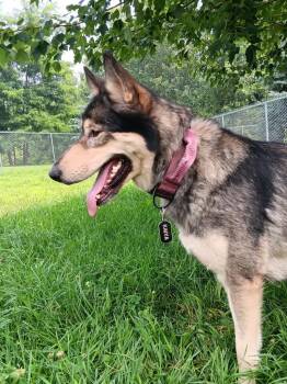 Kaiya -  German Shepherd Dog and Husky Dog for Adoption in Angola, Indiana - Kaiya | PetCurious