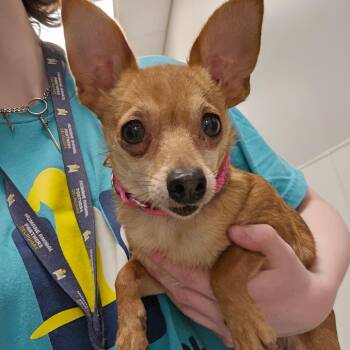 Chihuahua Dogs Available for Adoption in Wilmington, Delaware - Chi Chi | PetCurious