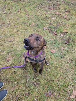 Rescue American Bulldog and Mixed Breed Dogs for Adoption in Elmira, New York - Bud | PetCurious