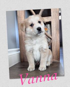 Mixed Breed Dogs Available for Adoption - Vanna | PetCurious