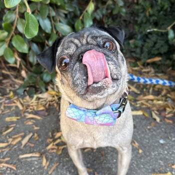 Yolanda -  Pug Dog for Adoption in Goleta, California - Yolanda | PetCurious