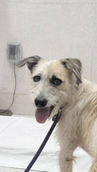 Kermit -  Parson Russell Terrier and Mixed Breed Dog for Adoption in Honolulu, Hawaii - Kermit | PetCurious