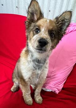 Cattle Dog and Mixed Breed Dogs Available for Adoption in Luling, Texas - Fabio | PetCurious