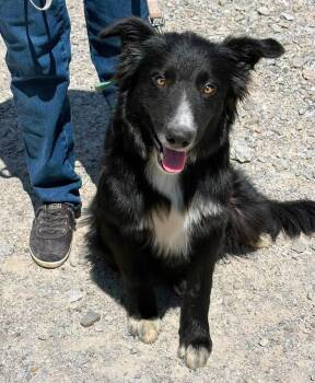 Robbie -  Border Collie Dog for Adoption in Scottsburg, Indiana - Robbie | PetCurious