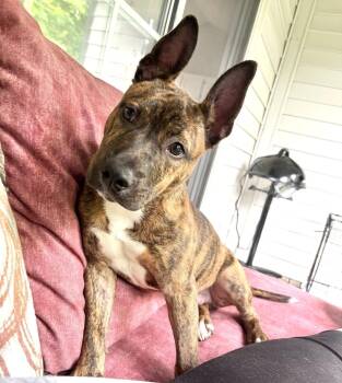 Belgian Shepherd Malinois Dogs Available for Adoption in Cincinnati, Ohio - Shiggy | PetCurious