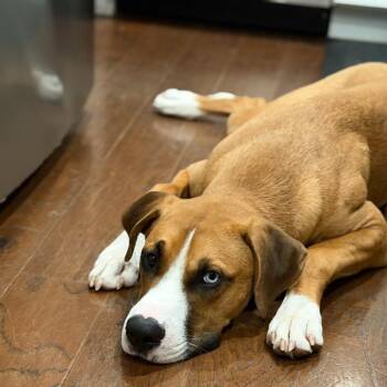 Leo -  American Staffordshire Terrier Dog for Adoption in Martinez, California - Leo | PetCurious