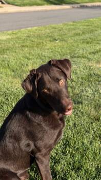 Chocolate Labrador Retriever and Australian Shepherd Dogs Available for Adoption in Chester, South Carolina - Apollo | PetCurious