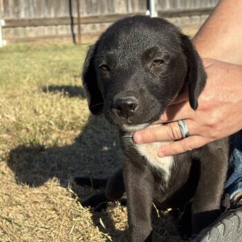 Rescue Labrador Retriever and Shepherd Dogs for Adoption in Aledo, Texas - Nebula | PetCurious