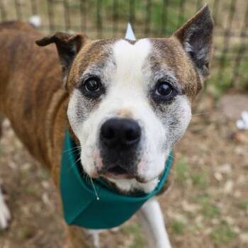 DOMINO -  American Staffordshire Terrier Dog for Adoption in San Antonio, Texas - DOMINO | PetCurious
