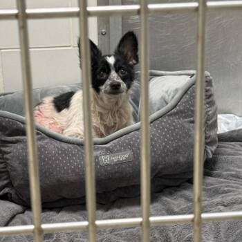 Mr. Moo Moo -  Chihuahua Dog for Adoption in Chesapeake, Virginia - Mr. Moo Moo | PetCurious