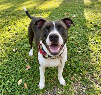 Duke -  Pit Bull Terrier Dog for Adoption in Roswell, Georgia - Duke | PetCurious