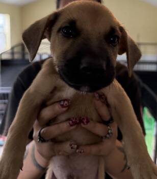 Koda - dark blue -  American Bulldog Dog for Adoption in Lakeland, Florida - Koda - Dark Blue | PetCurious