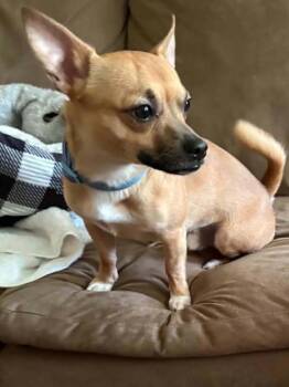 Archie -  Chihuahua Dog for Adoption in Manchester, Tennessee - Archie | PetCurious