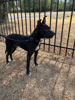 JACOB -  Mixed Breed Dog for Adoption in Dallas, Texas - JACOB | PetCurious