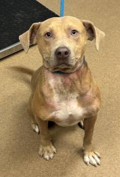 Hue Huffle -  Mixed Breed Dog for Adoption in Chamblee, Georgia - Hue Huffle | PetCurious