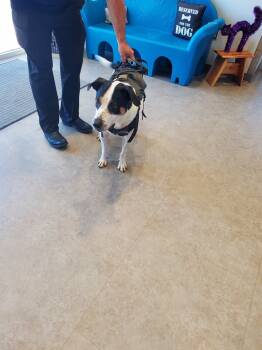 Rescue Pointer and Terrier Dogs for Adoption in Bossier City, Louisiana - Scout | PetCurious