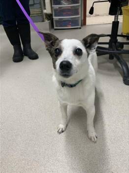 Chihuahua and Mixed Breed Dogs Available for Adoption in Fairbanks, Alaska - ZINA | PetCurious