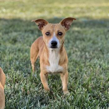 Chihuahua and Dachshund Dogs Available for Adoption in Hughesville, Maryland - Louie | PetCurious