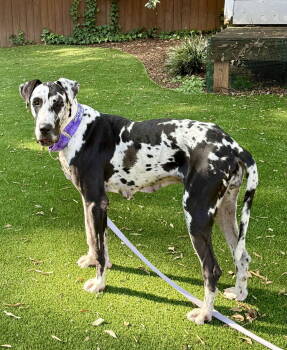 Rescue Great Dane Dogs for Adoption in Iron Station, North Carolina - Juniper | PetCurious