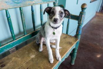 Ivy -  Border Collie and Australian Shepherd Dog for Adoption in San Antonio, Texas - Ivy | PetCurious