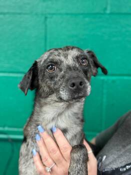 Cattle Dog Dogs Available for Adoption in Blue Springs, Missouri - Sassy | PetCurious