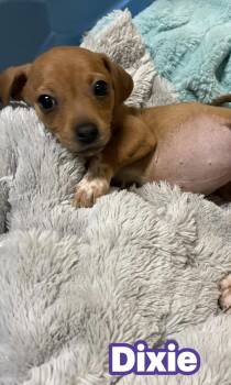 Terrier and Hound Dogs Available for Adoption - Dixie  | PetCurious