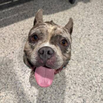 Norman -  English Bulldog and Mixed Breed Dog for Adoption in Northville, Michigan - Norman | PetCurious