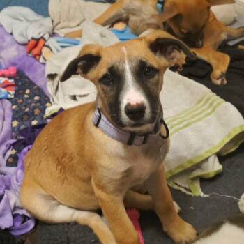 Kendall -  Shepherd and Mixed Breed Dog for Adoption in Houston, Texas - Kendall | PetCurious