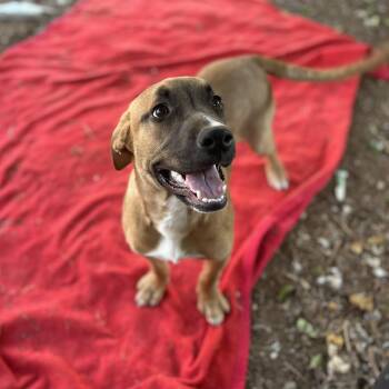 Pit Bull Terrier and Boxer Dogs Available for Adoption - Pickles  | PetCurious