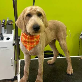 Cornbread -  Yellow Labrador Retriever and Standard Poodle Dog for Adoption in Lakewood Ranch, Florida - Cornbread | PetCurious