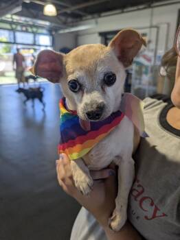 SAMMY -  Chihuahua Dog for Adoption in Lincoln, Nebraska - SAMMY | PetCurious