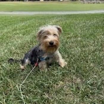 Yorkshire Terrier Dogs Available for Adoption in Alafaya, Florida - Marlow | PetCurious