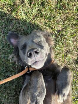 Rescue Border Collie Dogs for Adoption in Franklin, North Carolina - Simone | PetCurious
