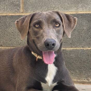 Grace -  Labrador Retriever Dog for Adoption in Newport, Tennessee - Grace | PetCurious