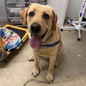 Mixed Breed Dogs Available for Adoption in Mentor, Ohio - Goose | PetCurious