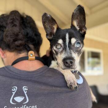 Chihuahua Dogs Available for Adoption in Ramona, California - Winky | PetCurious