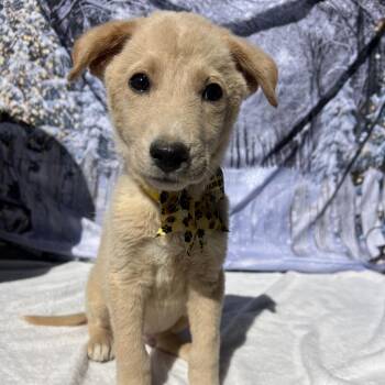 Buddy -  Labrador Retriever and None Dog Available for Adoption in Aledo, Texas - Buddy | PetCurious