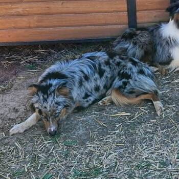 Australian Shepherd Dogs Available for Adoption in Ada, Minnesota - Phoebe | PetCurious