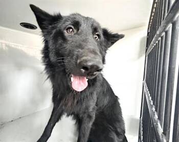 German Shepherd Dog Dogs Available for Adoption in Houston, Texas - A654987 | PetCurious