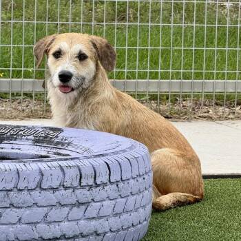 Sunny - A Basset Hound Terrier mix -  Basset Hound and Terrier Dog for Adoption in Hondo, Texas - Sunny - A Basset Hound Terrier Mix | PetCurious