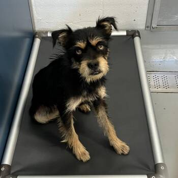Cheddar -  Terrier and Mixed Breed Dog for Adoption in San Francisco, California - Cheddar | PetCurious