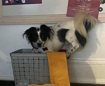 Ollie (I love dogs, watch my video) -  Papillon and Mixed Breed Dog for Adoption in Ellicott City, Maryland - Ollie (I Love Dogs, Watch My Video) | PetCurious